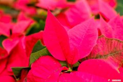 一品红怎么养活 一品红怎么养