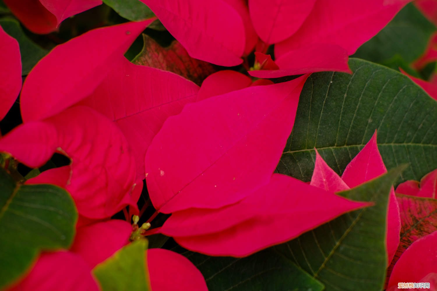 一品红怎么养活 一品红怎么养