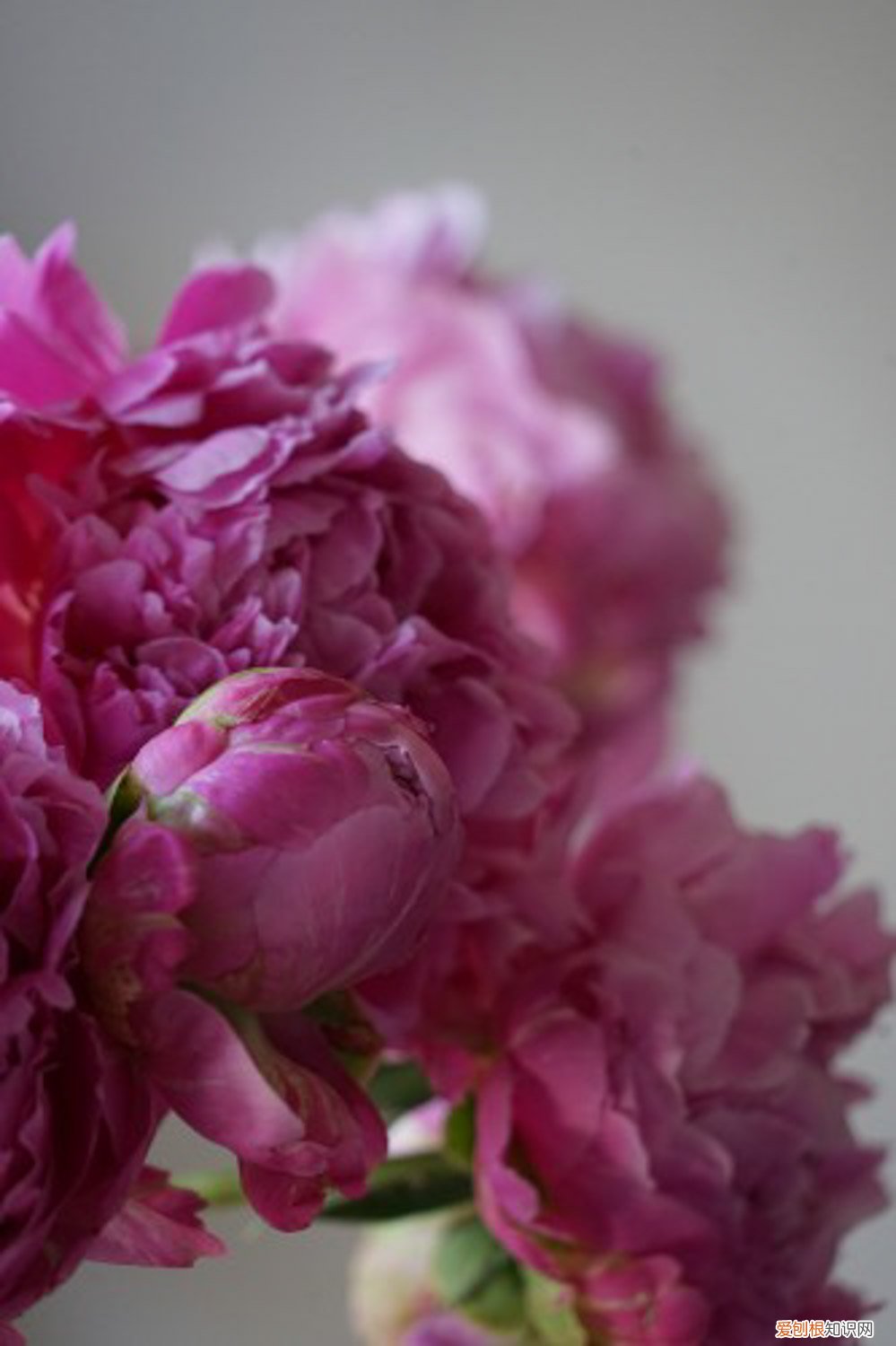 芍药花怎么养护管理 芍药花怎么养