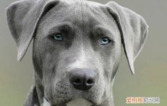 狗狗耳朵烫怎么回事 狗狗耳朵烫的原因