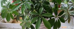 冬天招财树怎样安全过冬 招财树如何越冬，冬天会被冻死吗