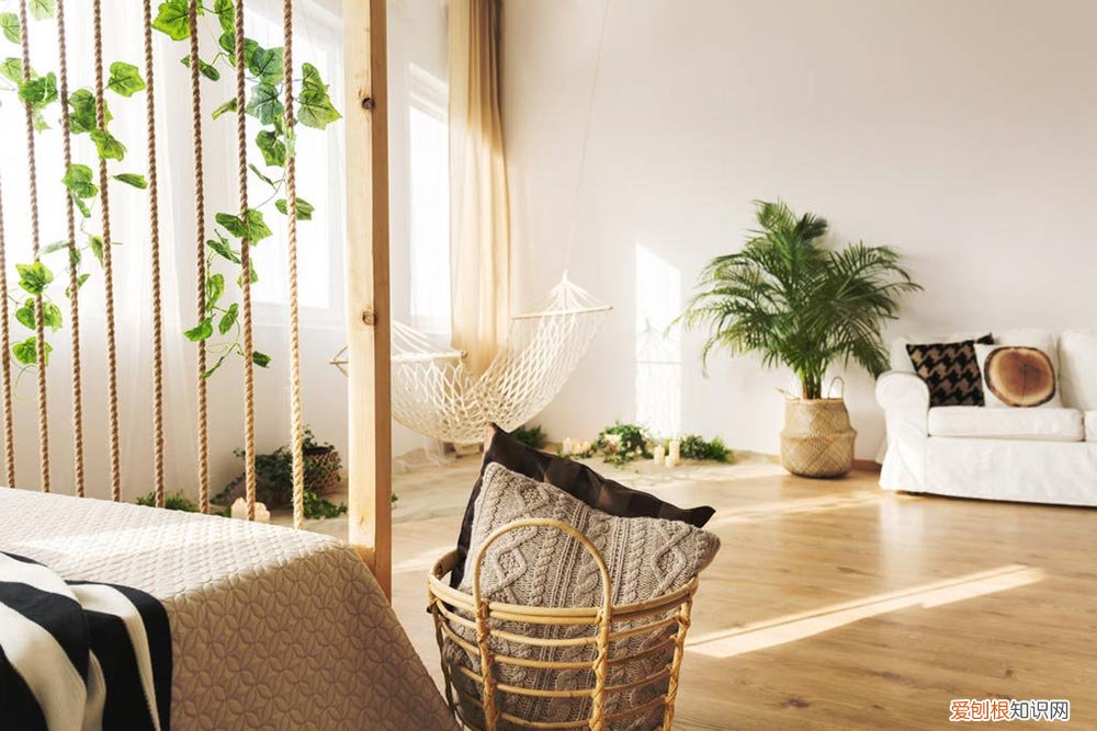 招财树如何移栽,移栽后要浇水吗视频 招财树如何移栽，移栽后要浇水吗