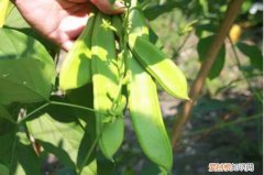 刀豆长什么样子 刀豆具有什么功效和作用