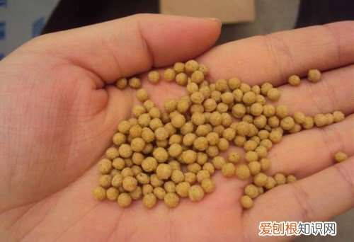 草金鱼该如何饲养 饲养需要注意哪些事宜