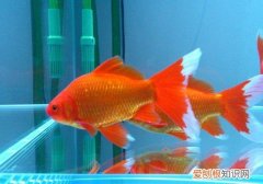 草金鱼该如何饲养 饲养需要注意哪些事宜