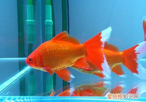 草金鱼该如何饲养 饲养需要注意哪些事宜