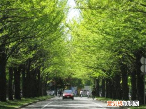 榆树叶的功效和作用榆树叶食用方法及禁忌