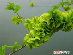 榆树叶的功效和作用榆树叶食用方法及禁忌