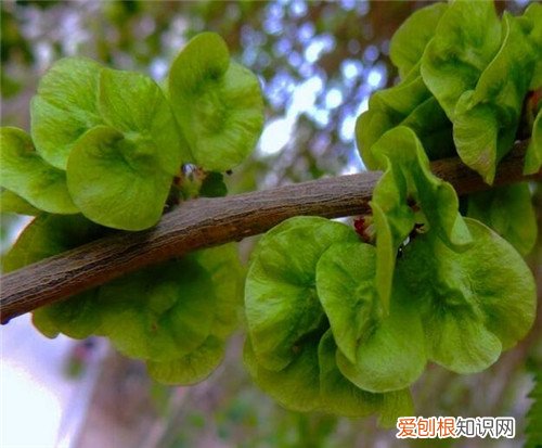 榆树叶的功效和作用榆树叶食用方法及禁忌