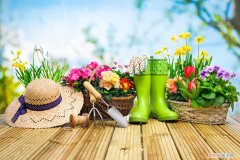 冰灯玉露怎么养变色 冰灯玉露怎么养