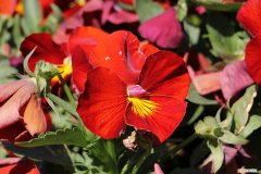 三色堇怎么养护 三色堇怎么养