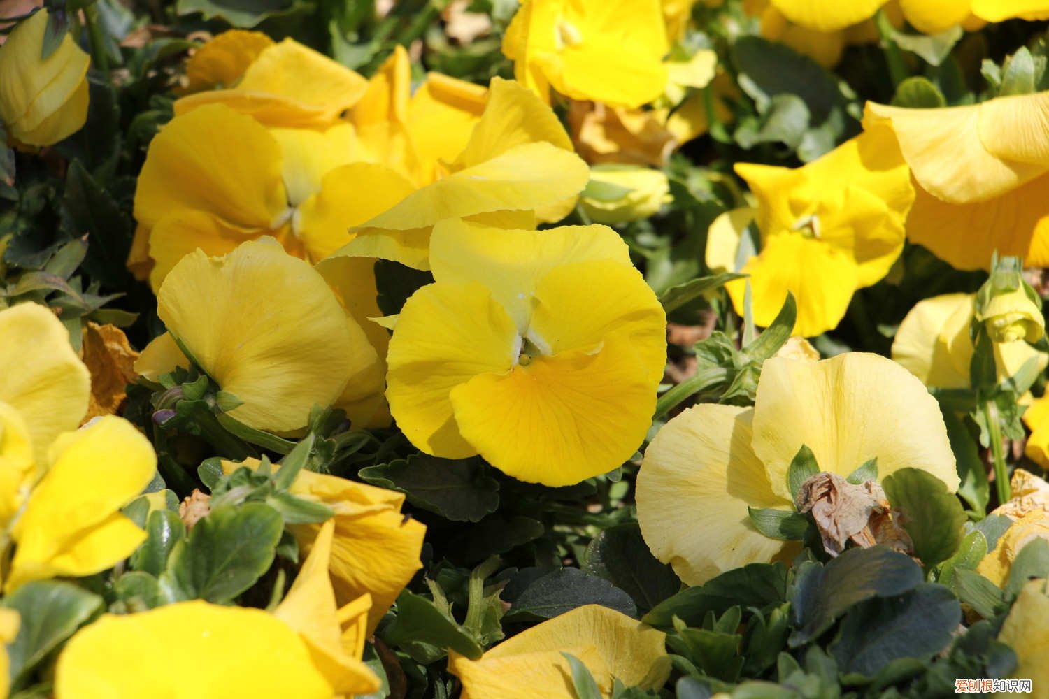 三色堇怎么养护 三色堇怎么养