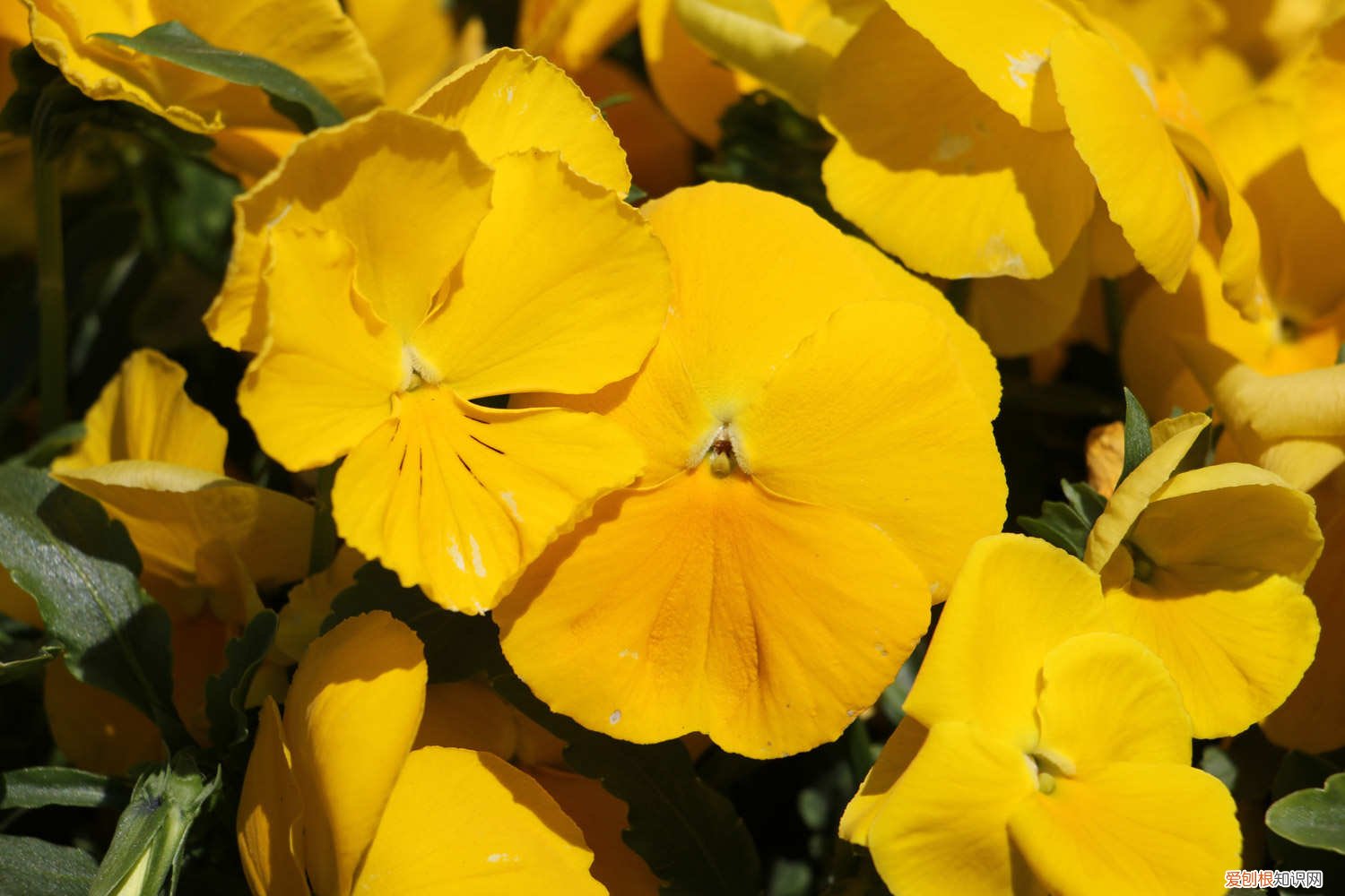 三色堇怎么养护 三色堇怎么养