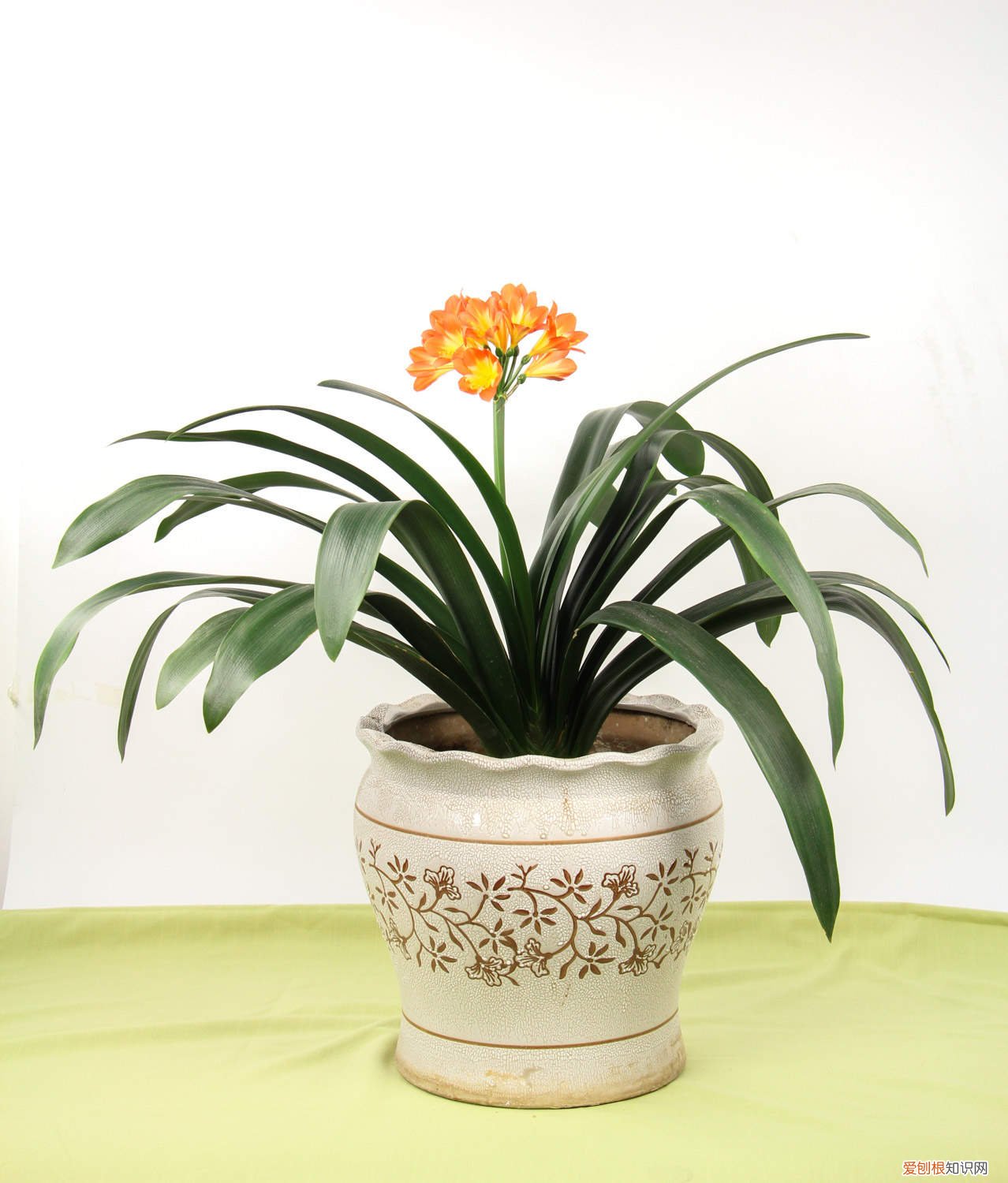 大花君子兰怎么养殖 大花君子兰怎么养