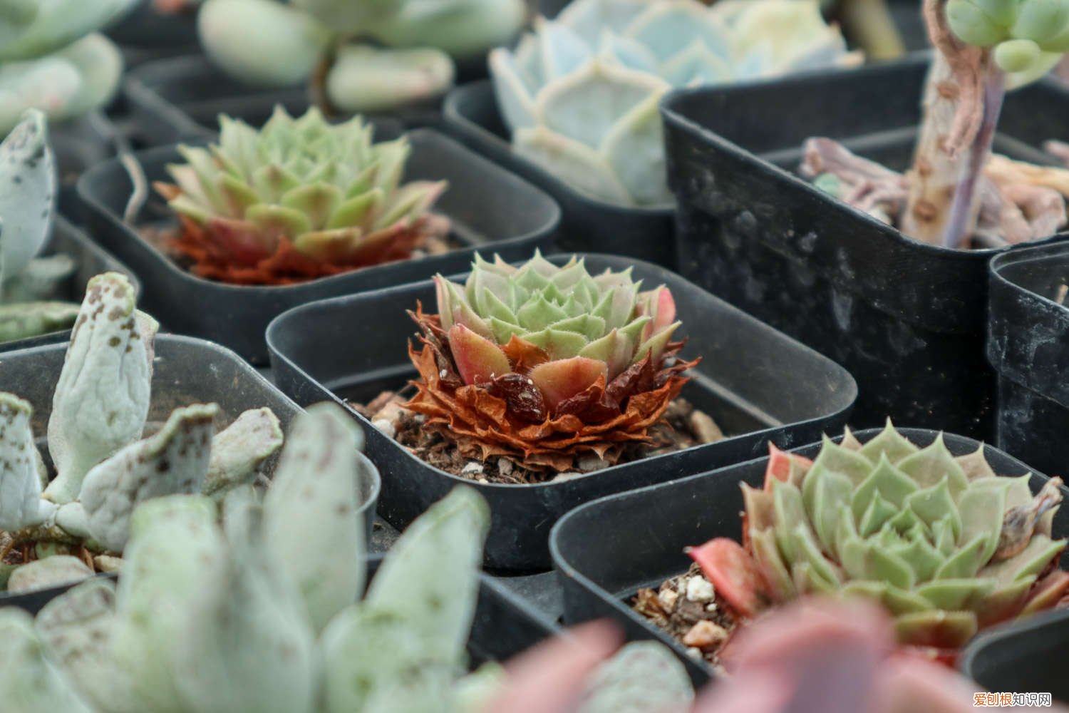 多肉法师怎么养出多头 多肉法师怎么养