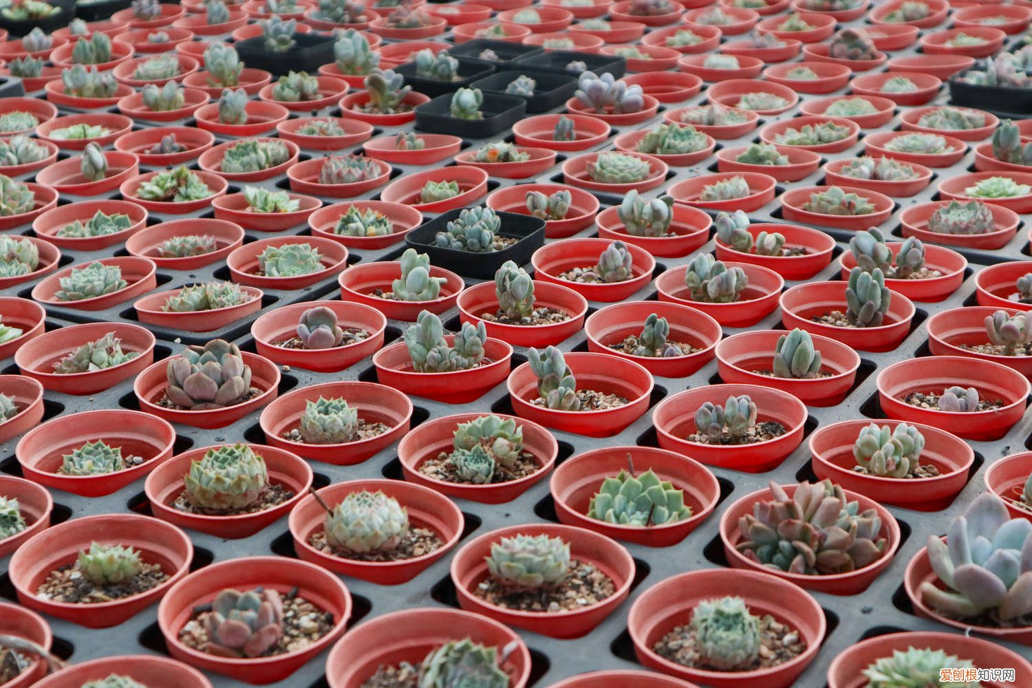 多肉法师怎么养出多头 多肉法师怎么养