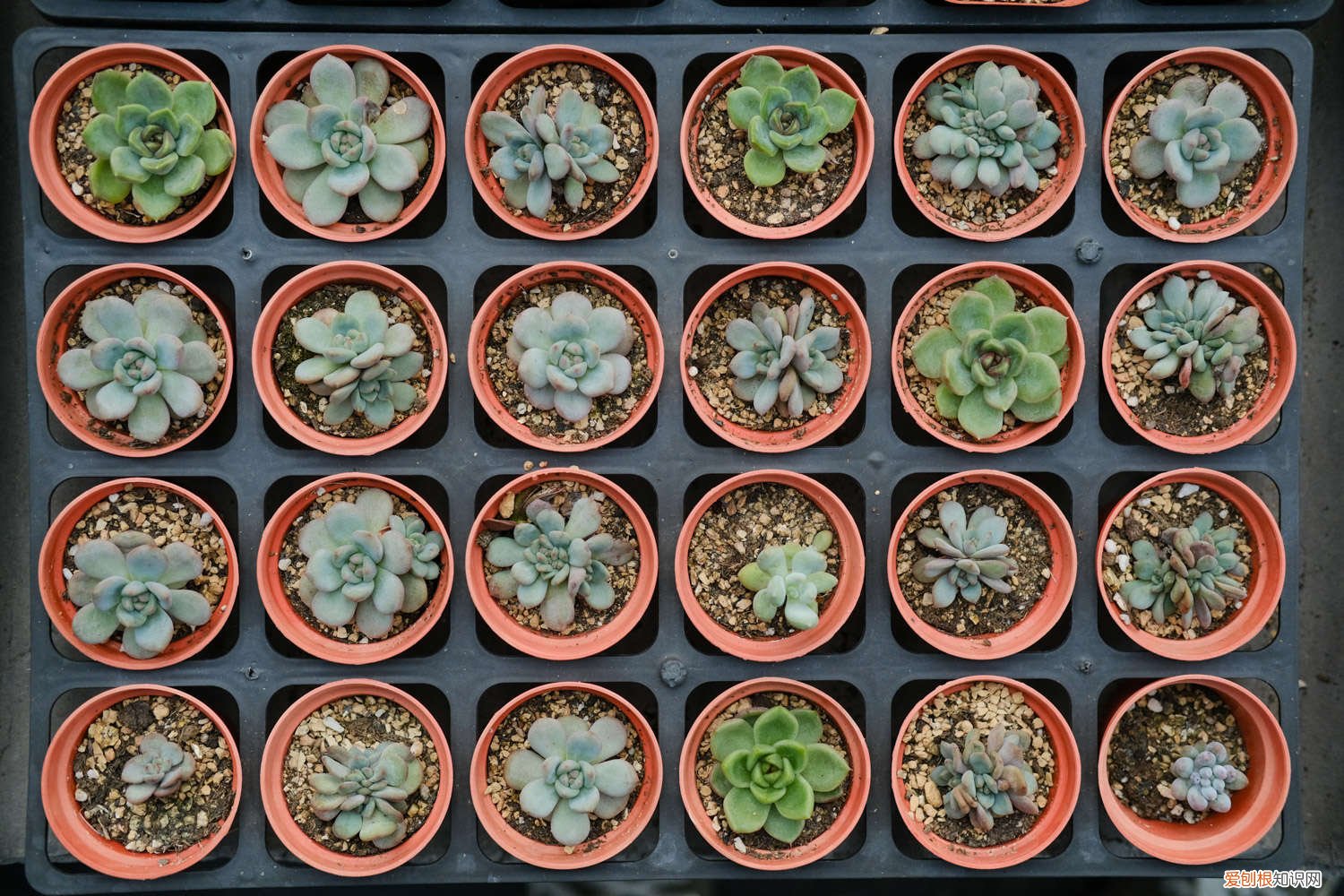 多肉法师怎么养出多头 多肉法师怎么养