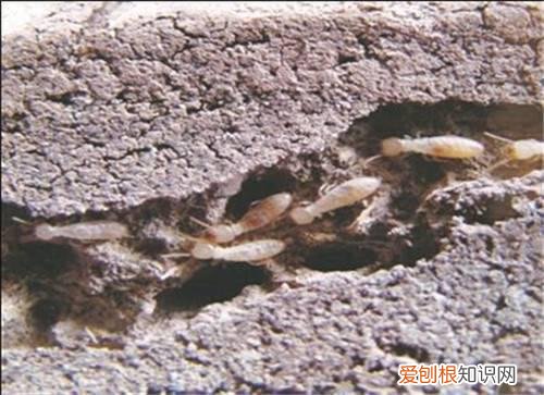 白蚁怎么根治 如何去除家中的白蚁