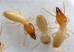 白蚁怎么根治 如何去除家中的白蚁