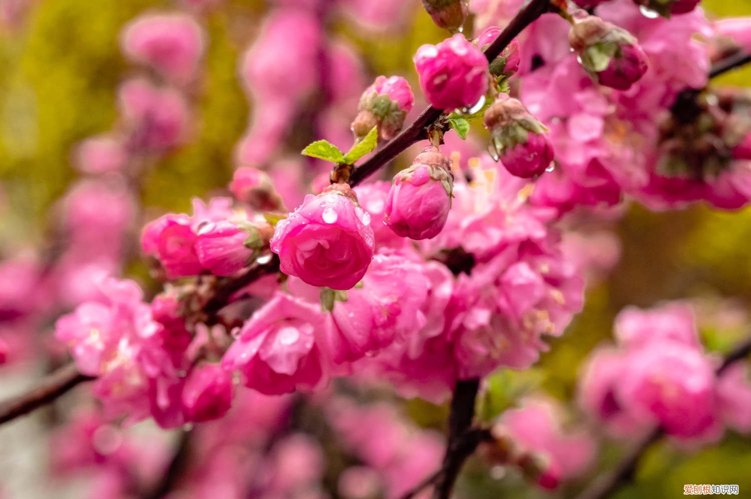 干枝榆叶梅怎么养 榆叶梅怎么养