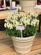 金鱼草怎么养好 金鱼草怎么养