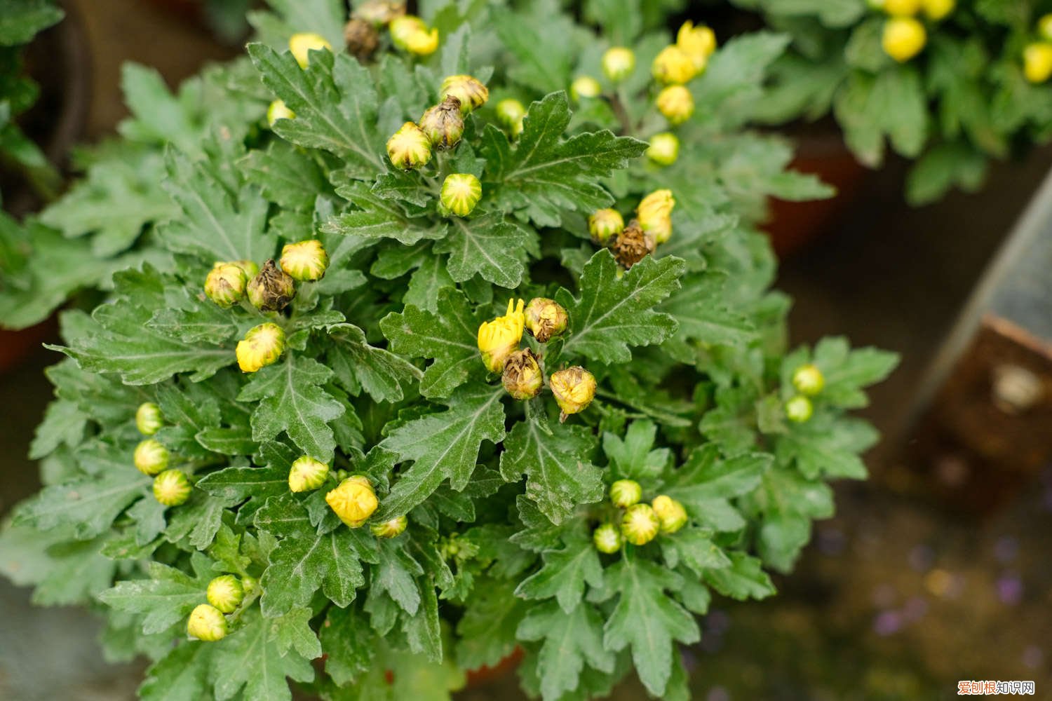 菊花怎么养才能养好冬季 菊花怎么养