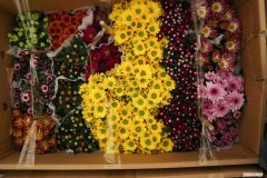 菊花怎么养才能养好冬季 菊花怎么养