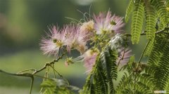 合欢花怎么养施什么肥 合欢花怎么养