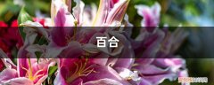 百合可以过冬吗 “百合”冬天也能养？做好这1点，安全度过冬天