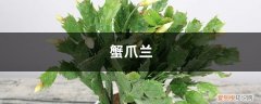 蟹爪兰花期叶子软 “蟹爪兰”这么养，叶子坚挺有力，花开不断
