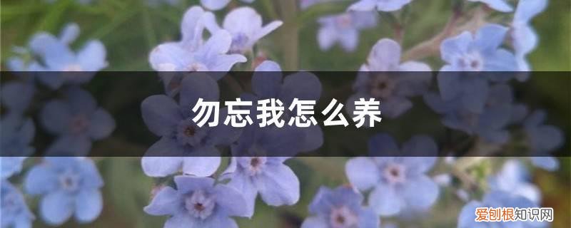 勿忘我怎么养 盆栽 勿忘我怎么养