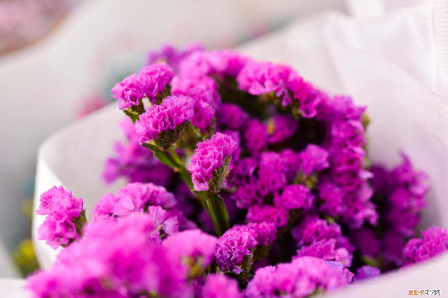 勿忘我怎么养 盆栽 勿忘我怎么养