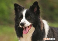 边牧能承受多少低温 边牧能承受不低于-10°C的低温