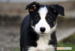 边牧第一胎一般生几个 边牧第一胎生5～8个