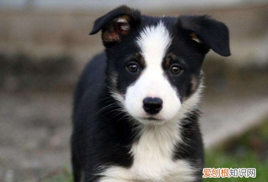 边牧第一胎一般生几个 边牧第一胎生5～8个