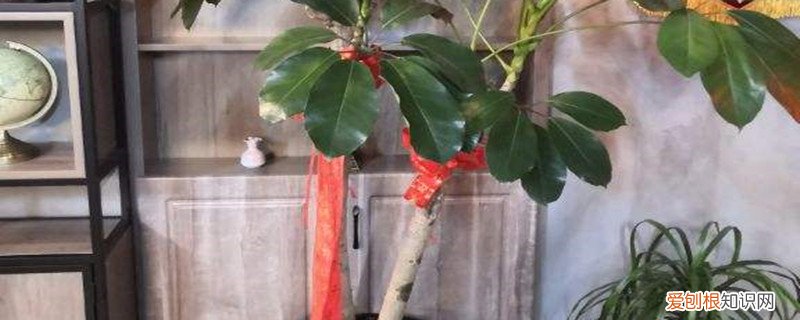 招财树开花的含义 招财树的花朵样子，如何促进开花