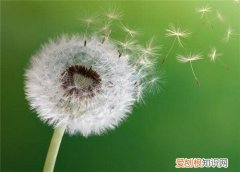 蒲公英的功效和作用蒲公英的食用禁忌有哪些