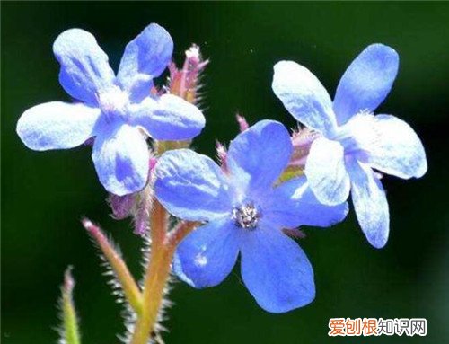 牛舌草泡水喝的功效牛舌草泡水喝的禁忌