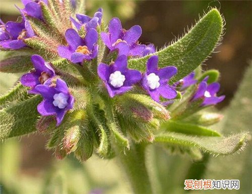 牛舌草泡水喝的功效牛舌草泡水喝的禁忌