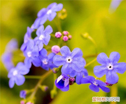 牛舌草泡水喝的功效牛舌草泡水喝的禁忌
