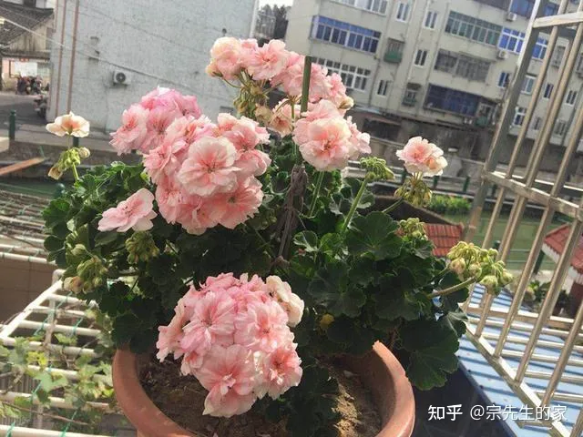 在阳台种花可以种哪些?，5种花看似很好养，其实都是“娇小姐”，养在家里只会收空盆