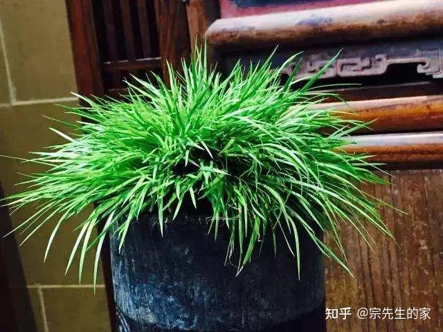 在阳台种花可以种哪些?，5种花看似很好养，其实都是“娇小姐”，养在家里只会收空盆