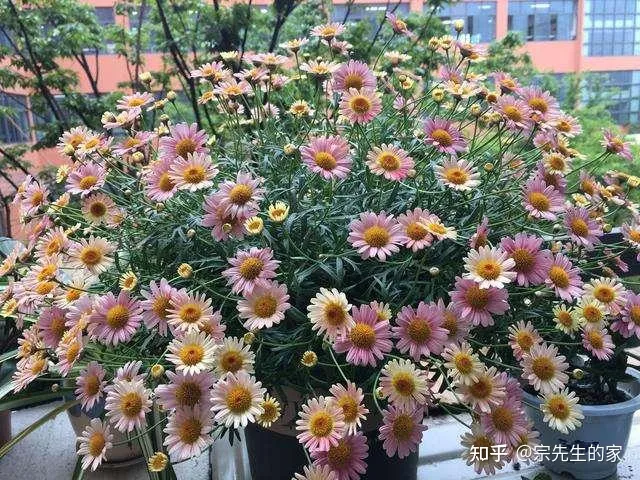 在阳台种花可以种哪些?，5种花看似很好养，其实都是“娇小姐”，养在家里只会收空盆