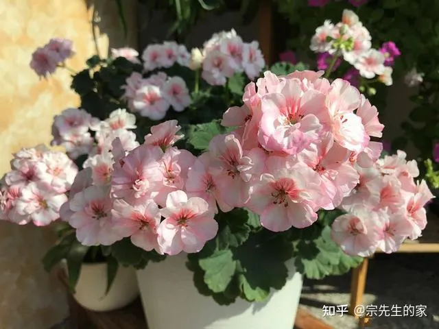 在阳台种花可以种哪些?，5种花看似很好养，其实都是“娇小姐”，养在家里只会收空盆