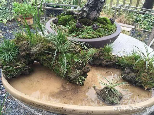 在阳台种花可以种哪些?，5种花看似很好养，其实都是“娇小姐”，养在家里只会收空盆