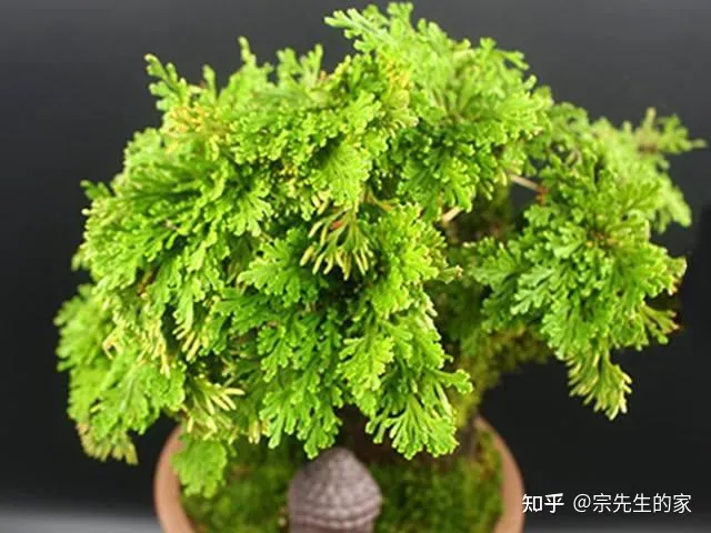 在阳台种花可以种哪些?，5种花看似很好养，其实都是“娇小姐”，养在家里只会收空盆