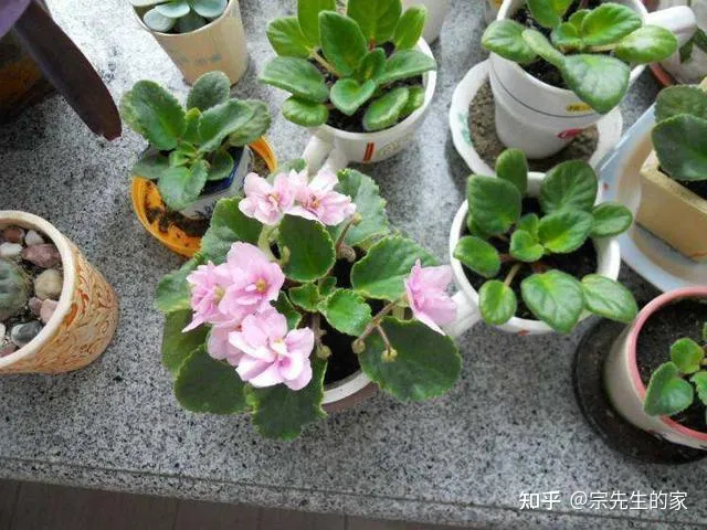 在阳台种花可以种哪些?，5种花看似很好养，其实都是“娇小姐”，养在家里只会收空盆