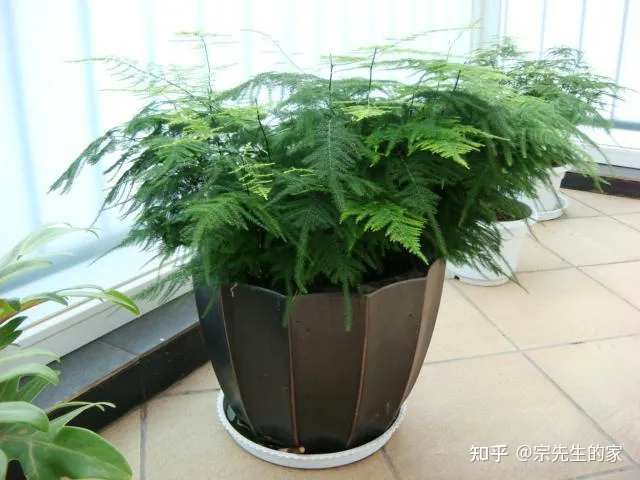 在阳台种花可以种哪些?，5种花看似很好养，其实都是“娇小姐”，养在家里只会收空盆