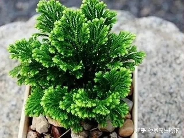 在阳台种花可以种哪些?，5种花看似很好养，其实都是“娇小姐”，养在家里只会收空盆