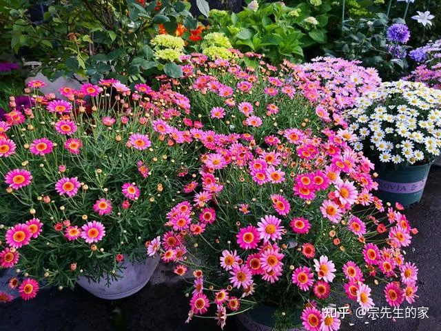 在阳台种花可以种哪些?，5种花看似很好养，其实都是“娇小姐”，养在家里只会收空盆